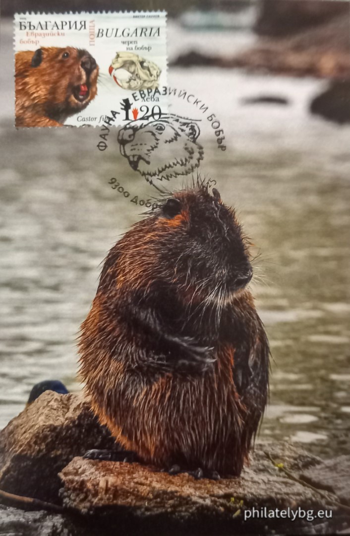 17.10.2025 - „ Фауна - Завръщането на бобъра в българските реки “ –  блок с една пощенска марка и специален пощенски печат.