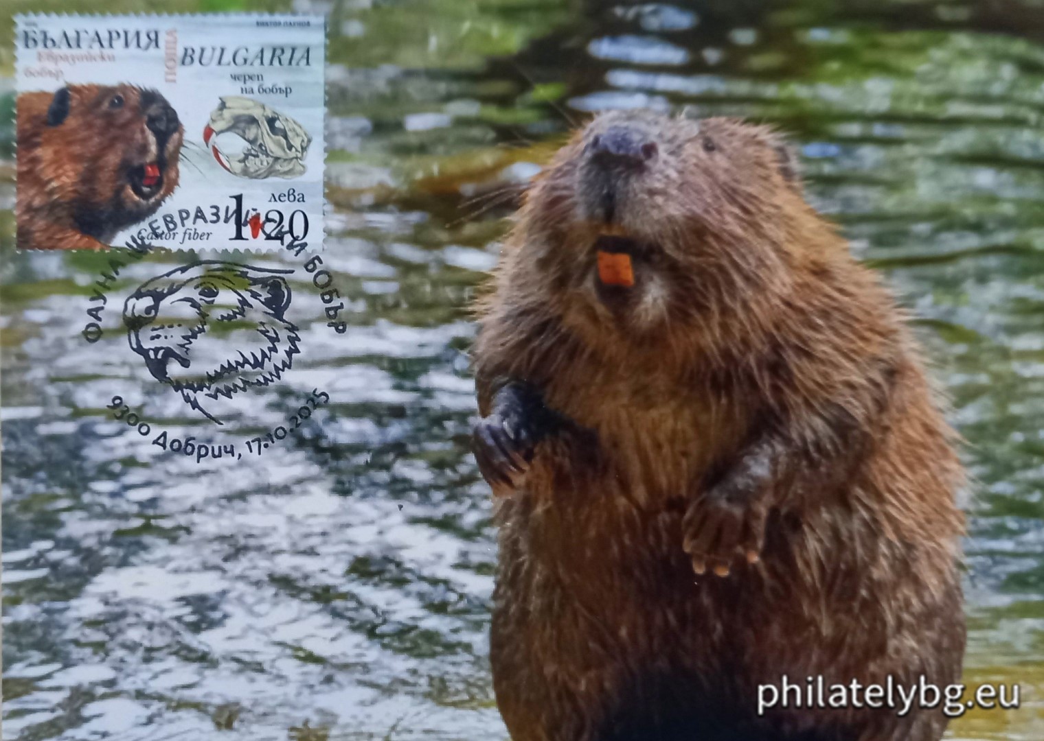 17.10.2025 - „ Фауна - Завръщането на бобъра в българските реки “ –  блок с една пощенска марка и специален пощенски печат.