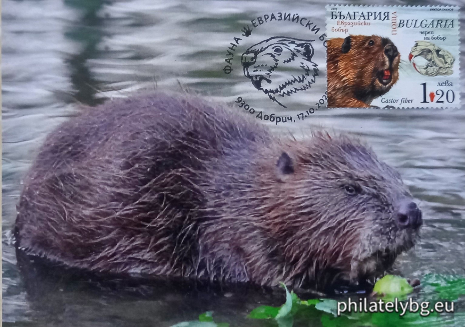 17.10.2025 - „ Фауна - Завръщането на бобъра в българските реки “ –  блок с една пощенска марка и специален пощенски печат.