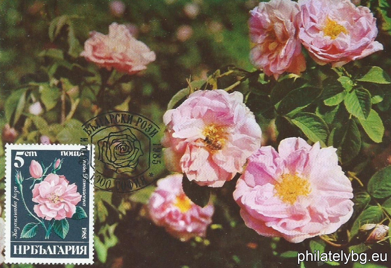 3414 - Kazanlak rose; 3415 - Thracian rose; 3416 - Radiman rose; 3417 - Marista rose; 3418 - Valentina rose; 3419 - Maria rose.