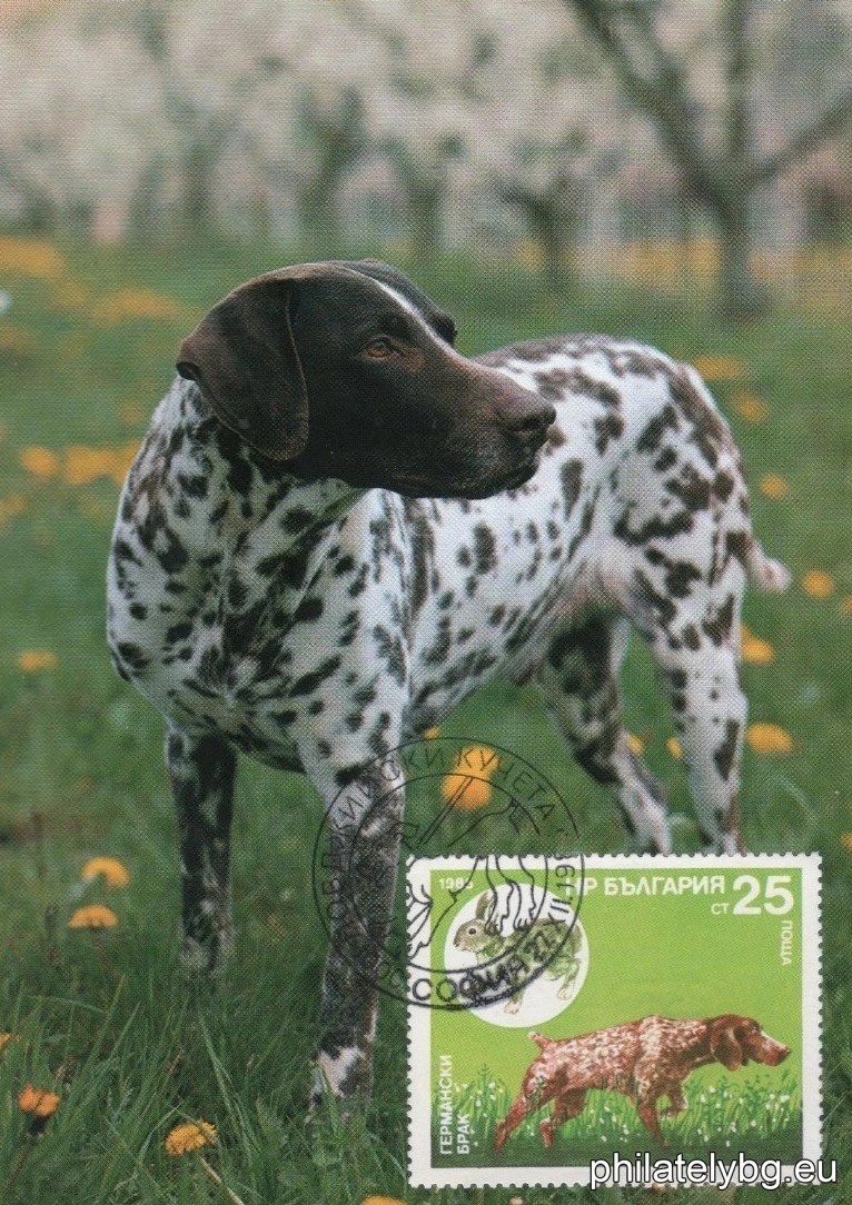 3470 - Pointer and Partridge; 3471 - Irish Setter and Red-headed Duck; 3472 - English Setter and Mallard; 3473 - Cocker Spaniel and Wood Snipe; 3474 - German Shorthaired Pointer and Wild Hare; 3475 - Bulgarian (Ludogorsko) Beagle and Wild Boar; 3476 - Dachshund and Fox.