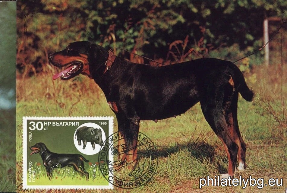 3470 - Pointer and Partridge; 3471 - Irish Setter and Red-headed Duck; 3472 - English Setter and Mallard; 3473 - Cocker Spaniel and Wood Snipe; 3474 - German Shorthaired Pointer and Wild Hare; 3475 - Bulgarian (Ludogorsko) Beagle and Wild Boar; 3476 - Dachshund and Fox.
