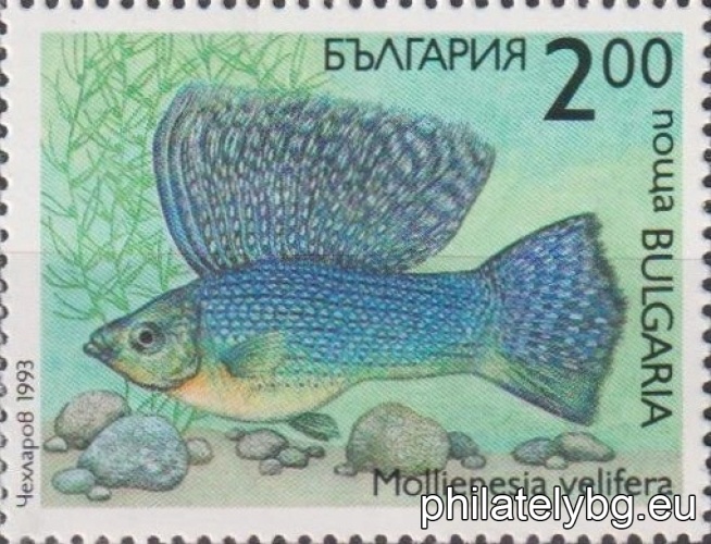 4065 - C.a.j.bicaudatus (two-tailed goldfish); 4066 - Mollienesia velifera; 4067 - Aphyosemion bivittatum; 4068 - Pterophyllum eimekei (scalaria); 4069 - Symphysodon discus (disc); 4070 - Trichogaster leeri (pearl gourami).