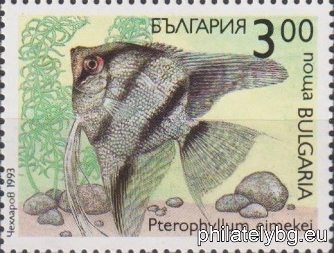 4065 - C.a.j.bicaudatus (two-tailed goldfish); 4066 - Mollienesia velifera; 4067 - Aphyosemion bivittatum; 4068 - Pterophyllum eimekei (scalaria); 4069 - Symphysodon discus (disc); 4070 - Trichogaster leeri (pearl gourami).