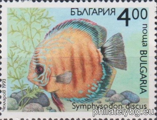 4065 - C.a.j.bicaudatus (two-tailed goldfish); 4066 - Mollienesia velifera; 4067 - Aphyosemion bivittatum; 4068 - Pterophyllum eimekei (scalaria); 4069 - Symphysodon discus (disc); 4070 - Trichogaster leeri (pearl gourami).