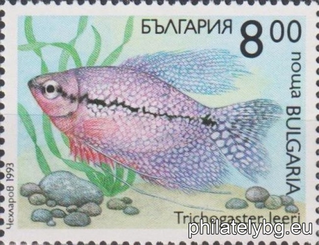 4065 - C.a.j.bicaudatus (two-tailed goldfish); 4066 - Mollienesia velifera; 4067 - Aphyosemion bivittatum; 4068 - Pterophyllum eimekei (scalaria); 4069 - Symphysodon discus (disc); 4070 - Trichogaster leeri (pearl gourami).