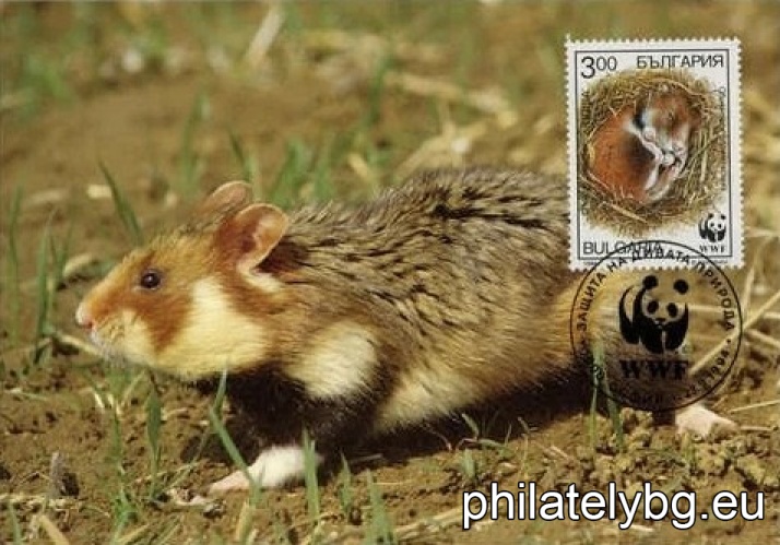 "WWF - Common Hamster" - four postage stamps.