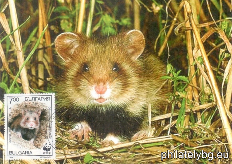 "WWF - Common Hamster" - four postage stamps.