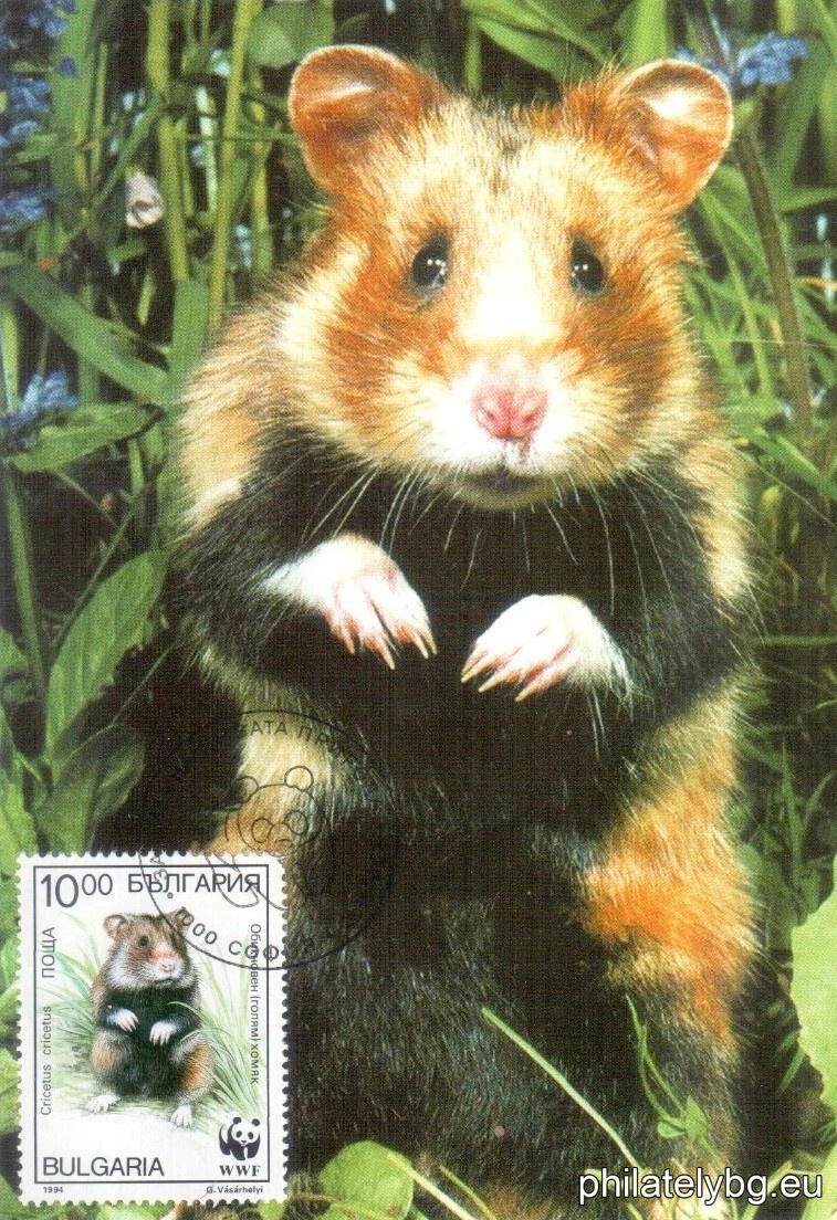 "WWF - Common Hamster" - four postage stamps.