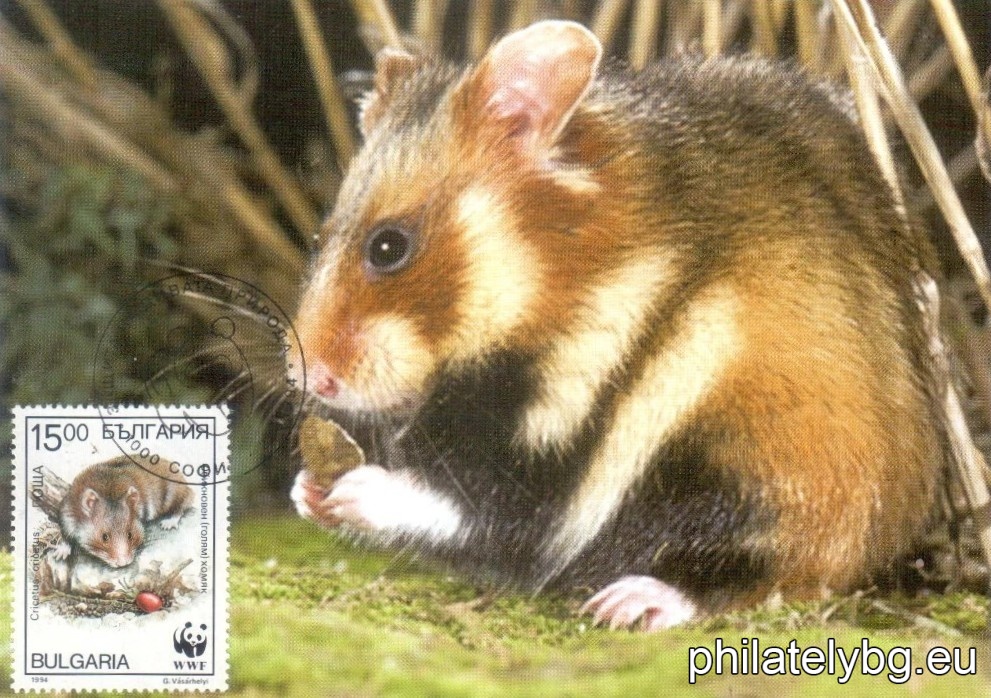 "WWF - Common Hamster" - four postage stamps.
