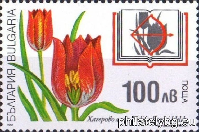4298 - ruby ​​clover; 4299 - hager tulip; 4300 - spirea comfrey; 4301 - narrow-leaved peony.