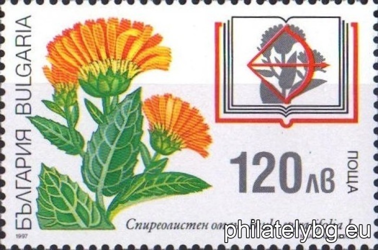 4298 - ruby ​​clover; 4299 - hager tulip; 4300 - spirea comfrey; 4301 - narrow-leaved peony.