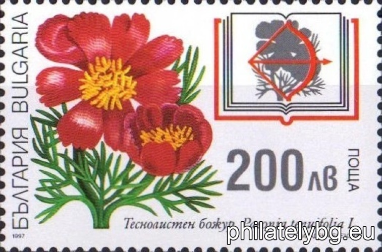 4298 - ruby ​​clover; 4299 - hager tulip; 4300 - spirea comfrey; 4301 - narrow-leaved peony.