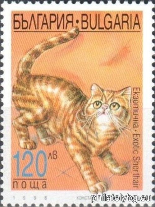 4347 - European Tabby; 4348 - Siamese; 4349 - Exotic; 4350 - Burmese Sacred.